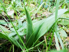 Himantoglossum robertianum