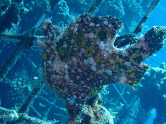 Antennarius commerson