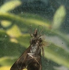 Freyina