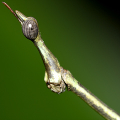 Proscopioidea