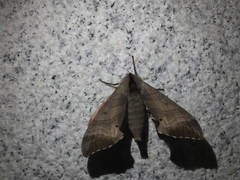 Marumba gaschkewitschii