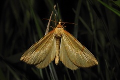 Gandaritis pyraliata