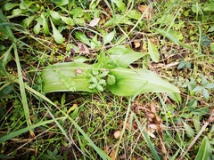 Himantoglossum robertianum