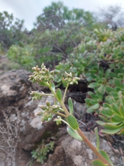 Aeonium percarneum