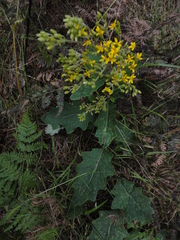 Asteraceae