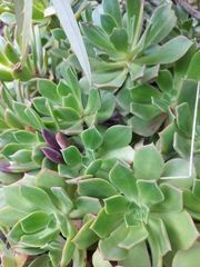Aeonium percarneum