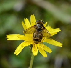 Cheilosia canicularis
