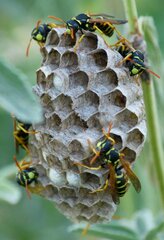Polistes