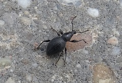 Otiorhynchus atroapterus