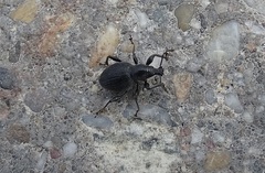 Otiorhynchus atroapterus