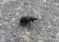 Otiorhynchus atroapterus