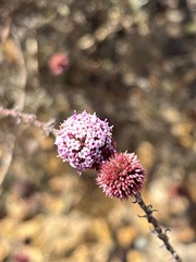 Stoebe capitata