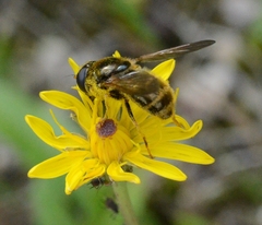 Cheilosia canicularis