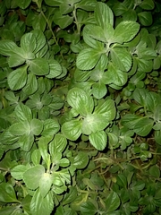 Minthostachys verticillata