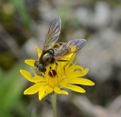 Cheilosia canicularis