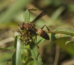 Polistes dorsalis dorsalis