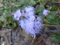 Ageratum houstonianum