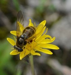 Cheilosia canicularis