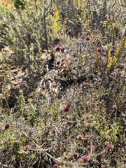 Stoebe capitata