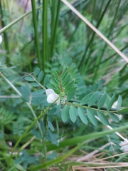 Vicia lutea