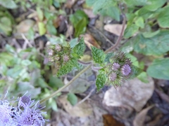 Ageratum houstonianum