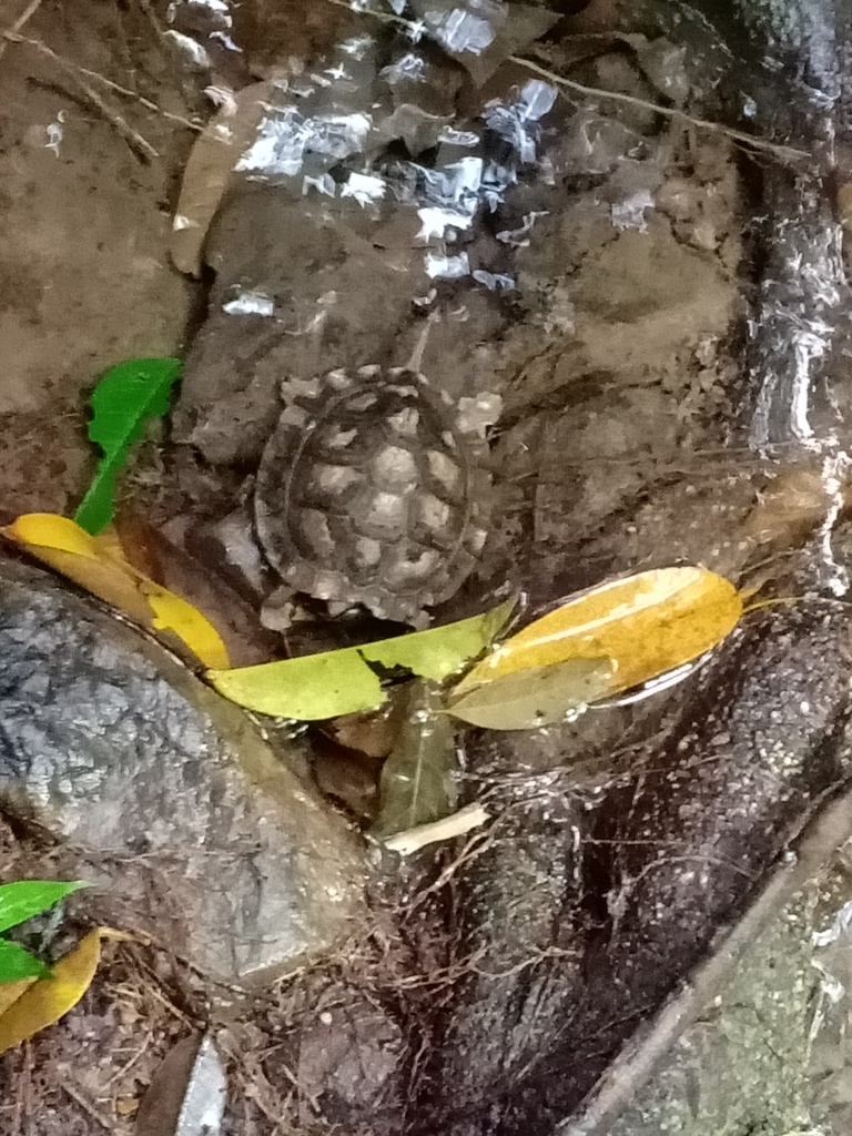 ミナミクロハラマルガメ