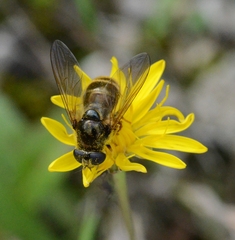 Cheilosia canicularis