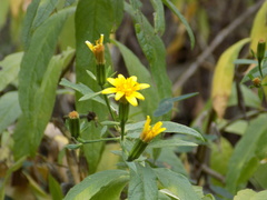 Trixis inula