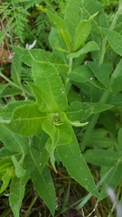 Vernonia missurica