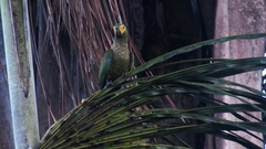 Orthopsittaca manilatus