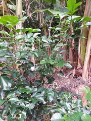 Murraya omphalocarpa