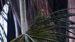 Orthopsittaca manilatus