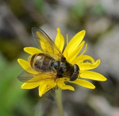 Cheilosia canicularis