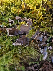Peltigera neckeri