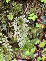 Hymenophyllales