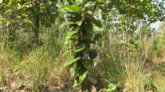 Dipterocarpus