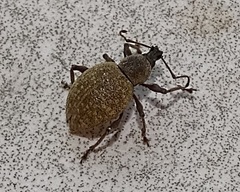 Otiorhynchus pseudonothus