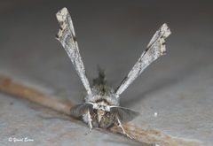 Apochima flabellaria