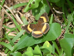 Junonia terea