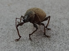 Otiorhynchus pseudonothus