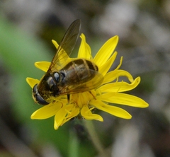 Cheilosia canicularis