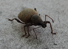 Otiorhynchus pseudonothus