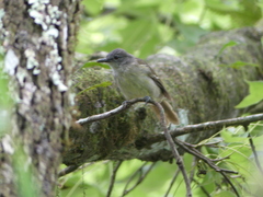 Phyllastrephus flavostriatus