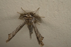 Apochima flabellaria