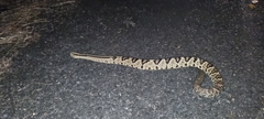 Crotalus simus