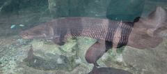 Arapaima gigas