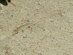 Acanthodactylus boskianus