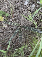 Ledebouria revoluta