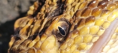 Crotalus simus