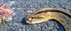 Crotalus simus